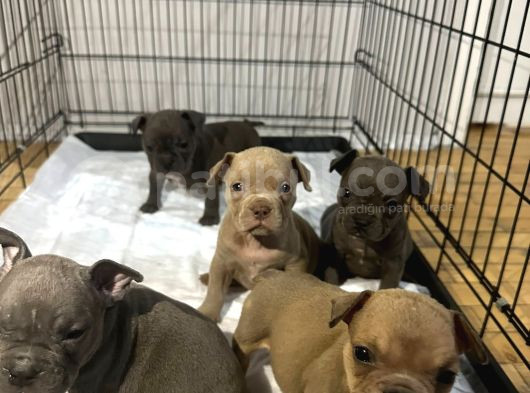 Kaliteli Abkc Scrli Exotic Bully Yavrularımız görsel