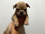 Kaliteli Abkc Scrli Exotic Bully Yavrularımız