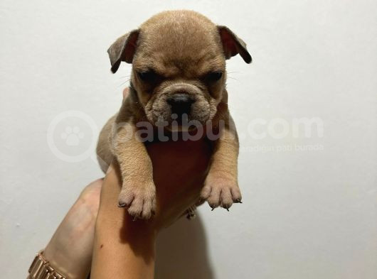 Kaliteli Abkc Scrli Exotic Bully Yavrularımız görsel