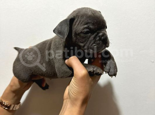 Kaliteli Abkc Scrli Exotic Bully Yavrularımız