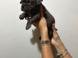Kaliteli Abkc Scrli Exotic Bully Yavrularımız