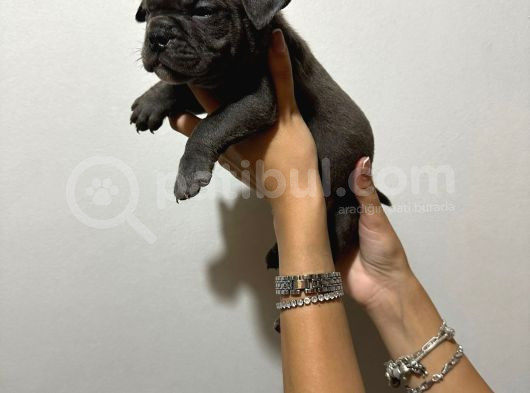 Kaliteli Abkc Scrli Exotic Bully Yavrularımız görsel