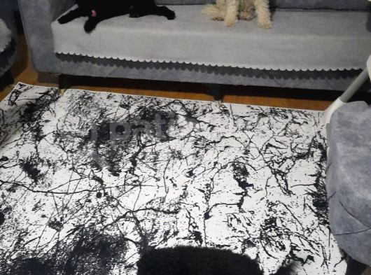 Damızlık Dişi Poodle görsel