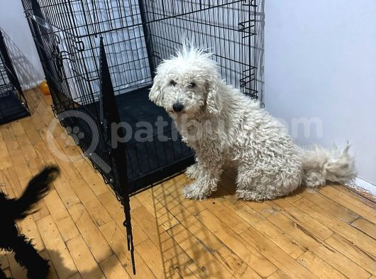 Damızlık Dişi Poodle