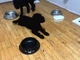 Damızlık Dişi Poodle