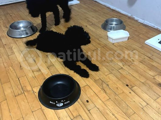 Damızlık Dişi Poodle görsel