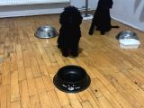 Damızlık Dişi Poodle