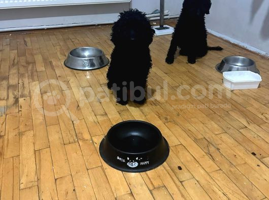 Damızlık Dişi Poodle görsel