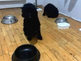 Damızlık Dişi Poodle
