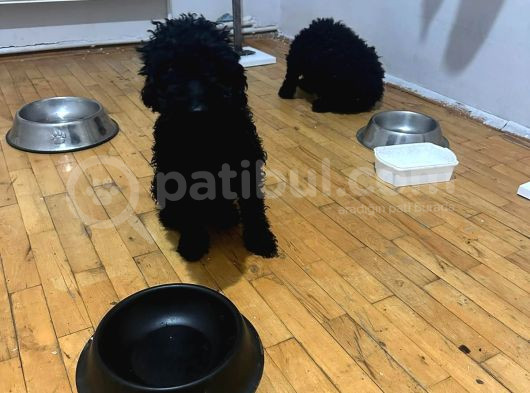 Damızlık Dişi Poodle görsel
