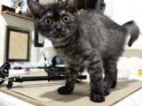 Safkan British Shorthair Erkek 3 Aylık