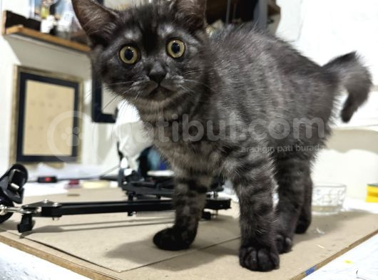 Safkan British Shorthair Erkek 3 Aylık görsel