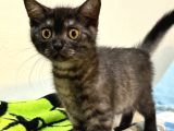 Safkan British Shorthair Erkek 3 Aylık