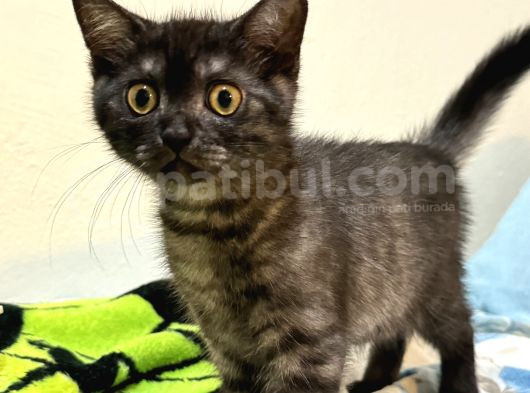Safkan British Shorthair Erkek 3 Aylık
