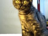 Safkan British Shorthair Erkek 3 Aylık