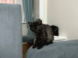 Safkan British Shorthair Erkek 3 Aylık