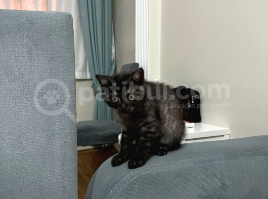 Safkan British Shorthair Erkek 3 Aylık görsel