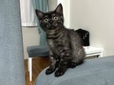 Safkan British Shorthair Erkek 3 Aylık