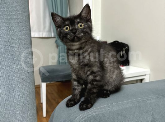 Safkan British Shorthair Erkek 3 Aylık görsel