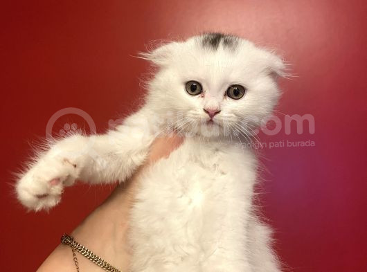 Mükemmel Huylu Top Suratlı Scotish görsel