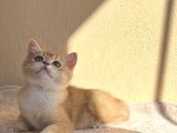 British Shorthair Golden By12