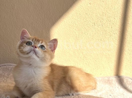 British Shorthair Golden By12 görsel