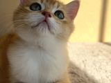 British Shorthair Golden By12