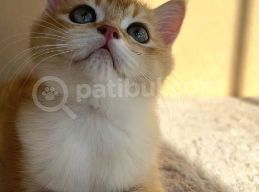 British Shorthair Golden By12