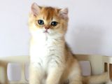 Safkan Show Kali̇te Bri̇ti̇sh Shorthai̇r Golden Anne Altindan