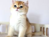 Safkan Show Kali̇te Bri̇ti̇sh Shorthai̇r Golden Anne Altindan