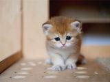Golden British Shorthair