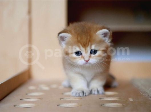 Golden British Shorthair görsel