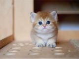 Golden British Shorthair