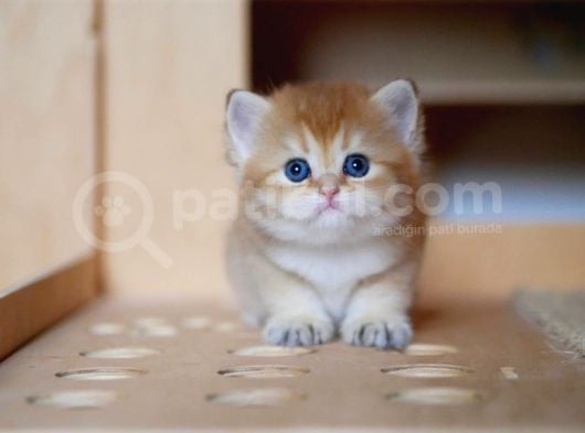 Golden British Shorthair görsel