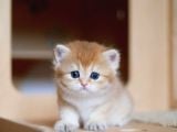 Golden British Shorthair