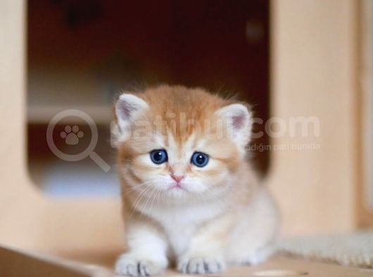 Golden British Shorthair görsel