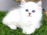 Gözalıcı Sİlver British Longhair Yavrumuz