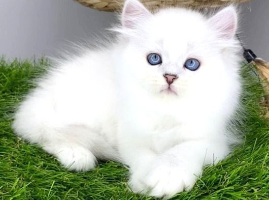 Gözalıcı Si̇lver British Longhair Yavrumuz