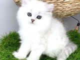 Gözalıcı Si̇lver British Longhair Yavrumuz