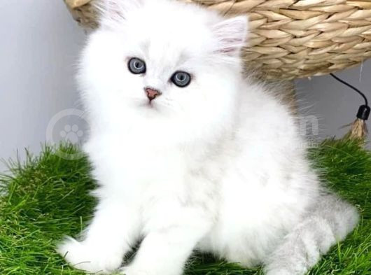 Gözalıcı Si̇lver British Longhair Yavrumuz görsel
