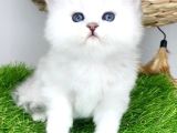 Gözalıcı Si̇lver British Longhair Yavrumuz