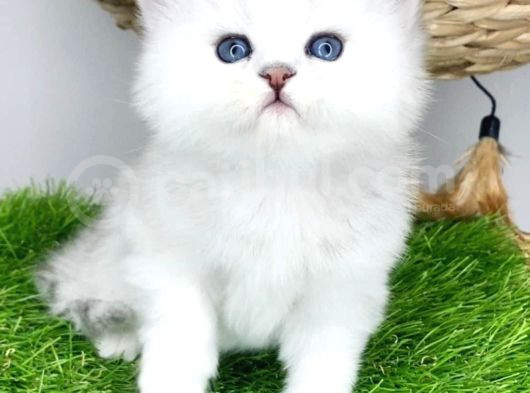 Gözalıcı Si̇lver British Longhair Yavrumuz görsel