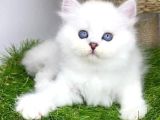 Gözalıcı Si̇lver British Longhair Yavrumuz