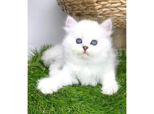 Gözalıcı Si̇lver British Longhair Yavrumuz görsel