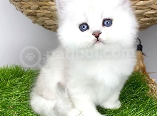 Gözalıcı Si̇lver British Longhair Yavrumuz görsel