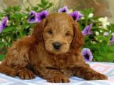 Tooy poodle cinsi yavrular Dişi erkek mevcuttur 