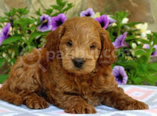 Tooy Poodle Cinsi Yavrular Dişi Erkek Mevcuttur 