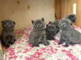Bulutlar Kadar Güzel Blue Point British Short Hair