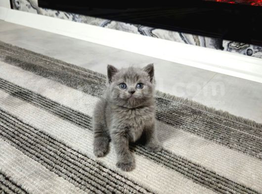 Bulutlar Kadar Güzel Blue Point British Short Hair görsel