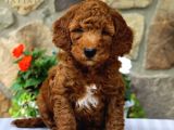 Tooy Poodle Cinsi Yavrular Dişi Erkek Mevcuttur 